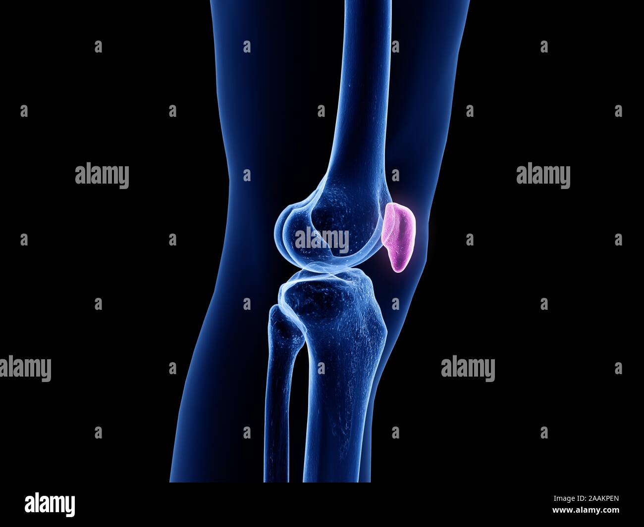 Patella bone, computer illustration Stock Photo - Alamy