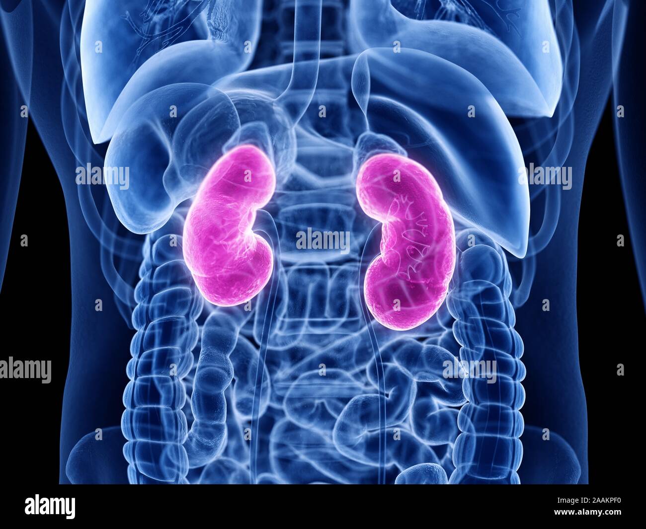 Kidney Desktop Human kidneys, computer illustration Stock Photo - Alamy