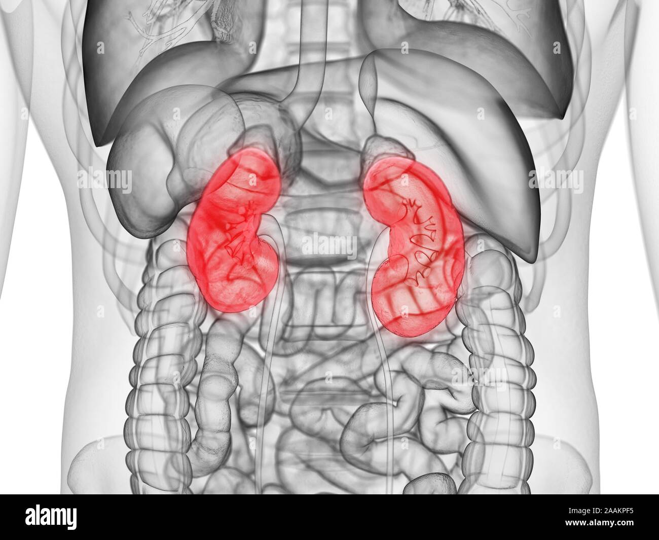 Kidney Desktop Human kidneys, computer illustration Stock Photo - Alamy
