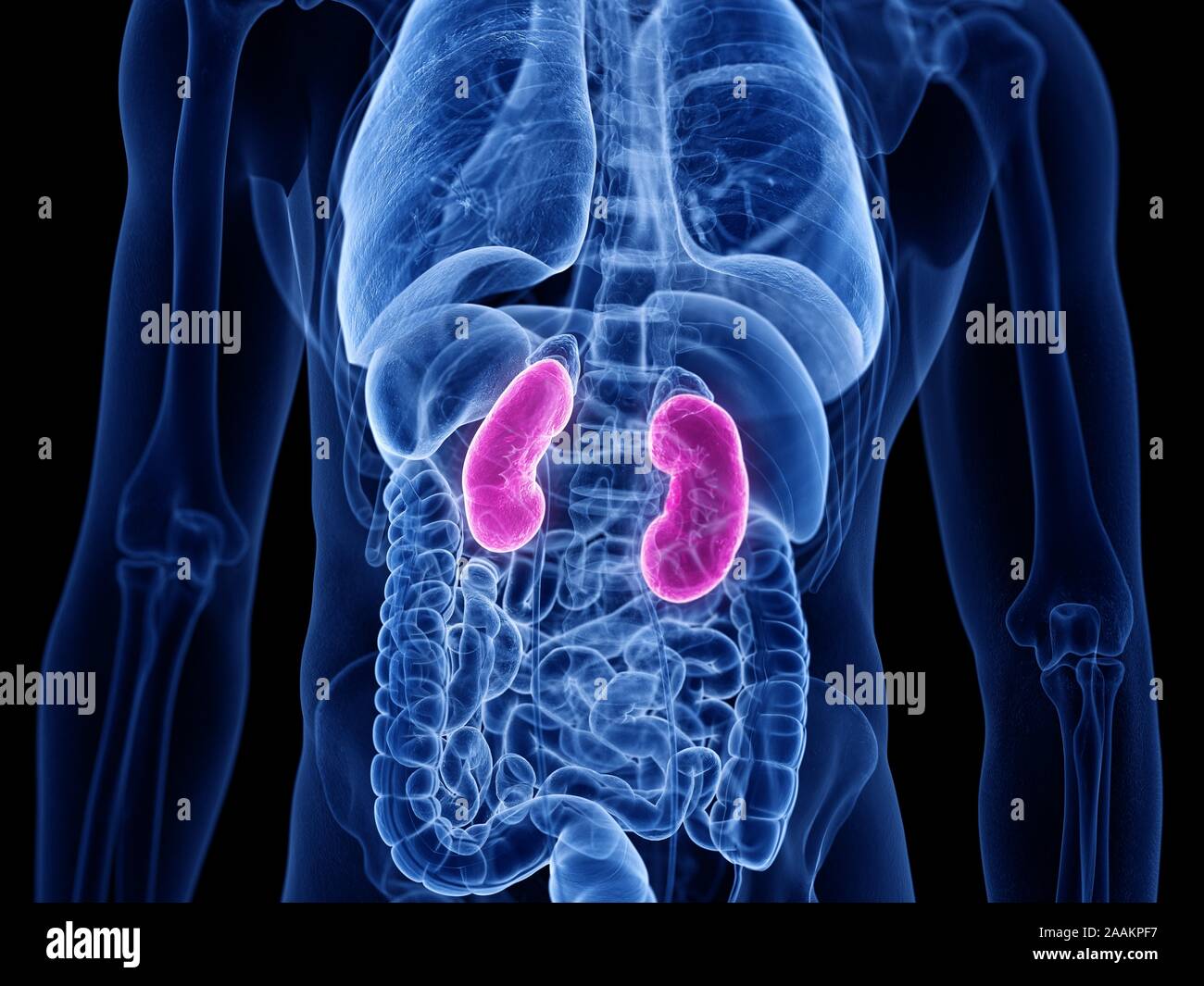 Kidney Desktop Human kidneys, computer illustration Stock Photo - Alamy