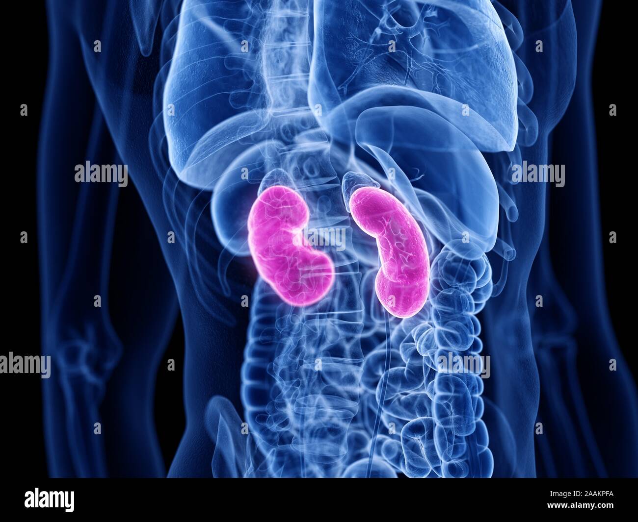 Kidney Desktop Human kidneys, computer illustration Stock Photo - Alamy
