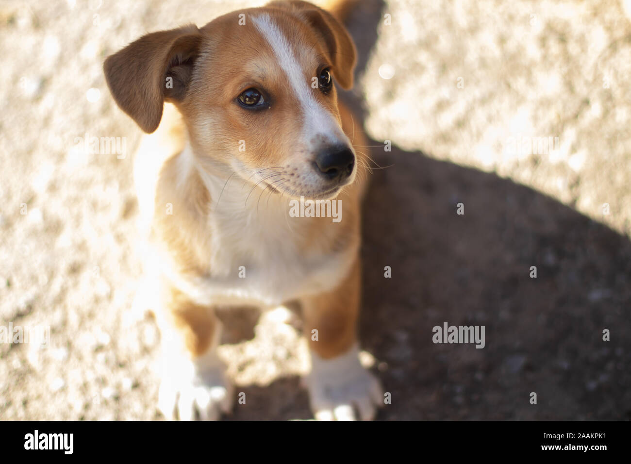 Dog with brown fur and cute eyes and big ears. Stock Photo