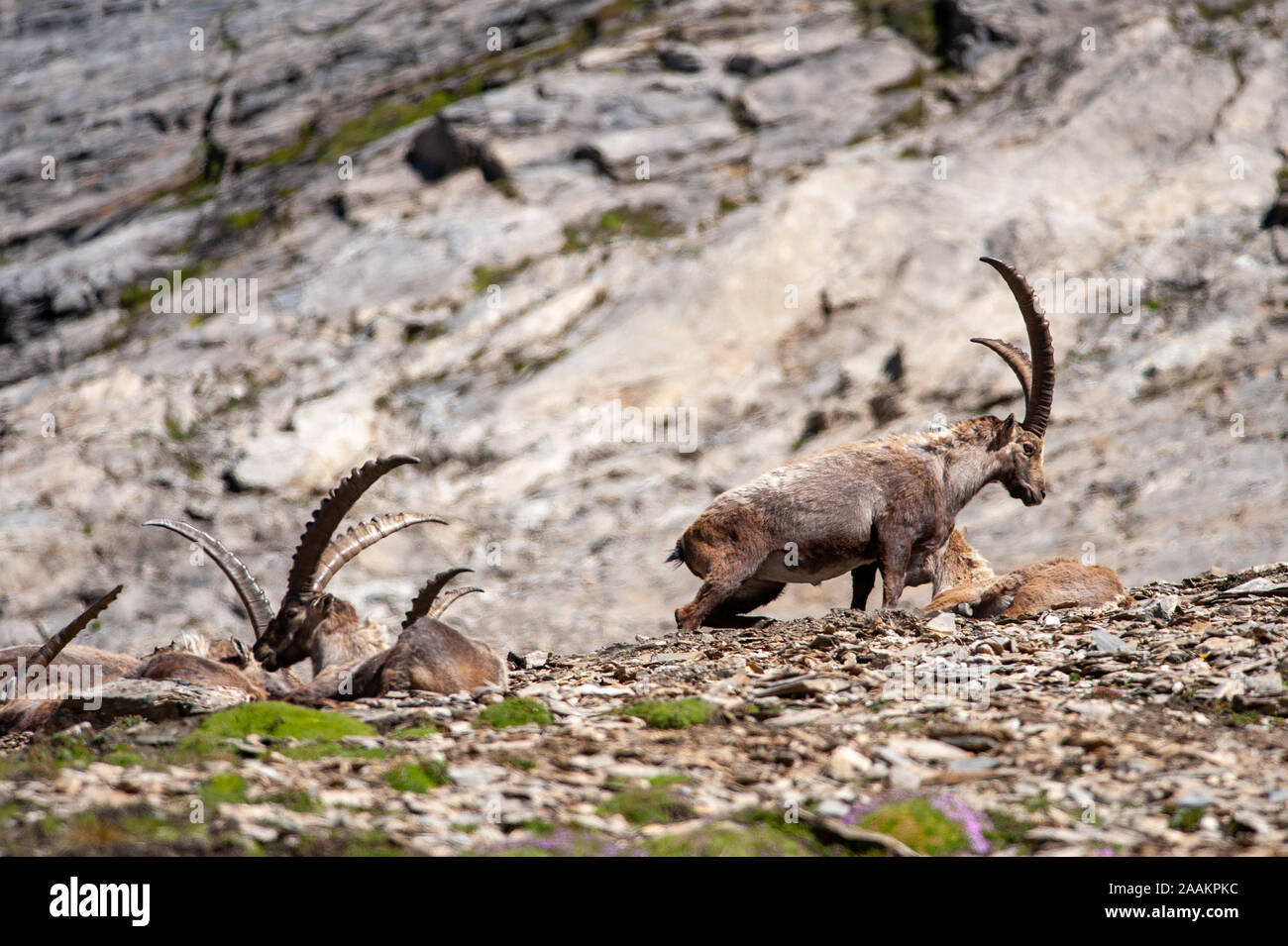 Alpine Ibex (Capra ibex) in Hohe Tauern National Park, Austria Stock Photo
