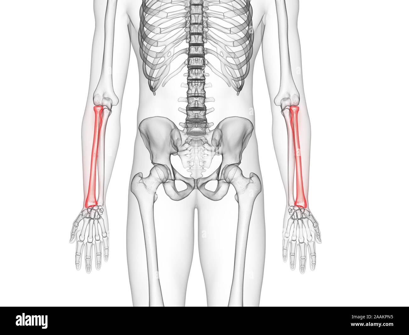Radius bone, computer illustration Stock Photo Alamy