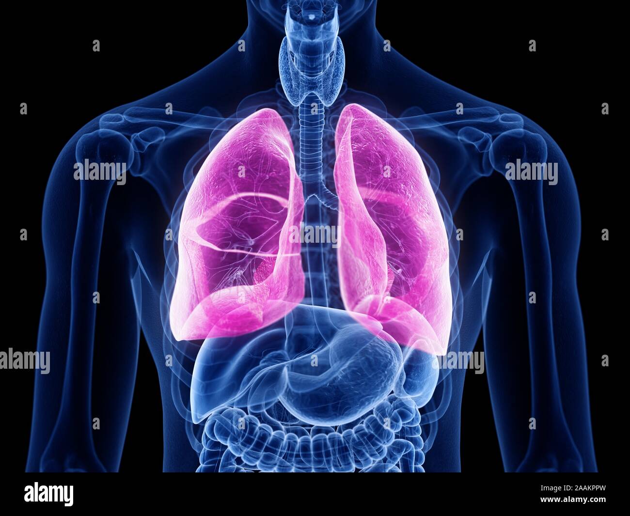 Lung, computer illustration Stock Photo - Alamy