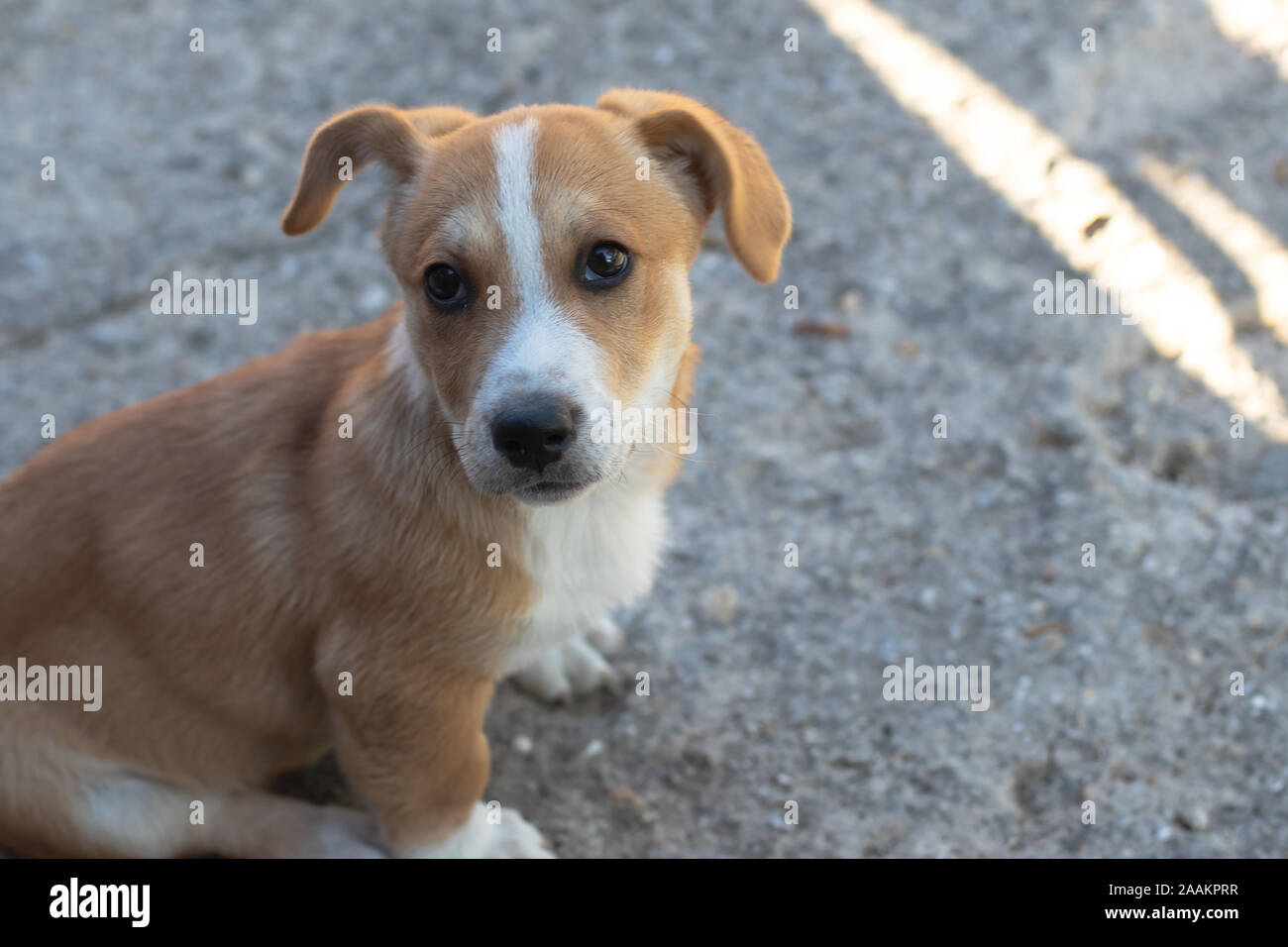 Dog with brown fur and cute eyes and big ears. Stock Photo