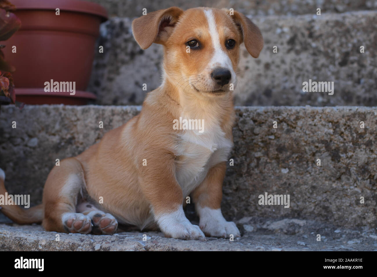 Dog with brown fur and cute eyes and big ears. Stock Photo