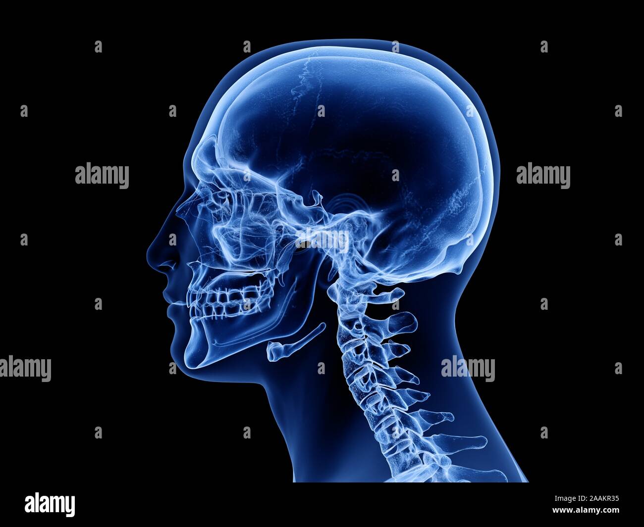 Human skull, computer illustration Stock Photo - Alamy