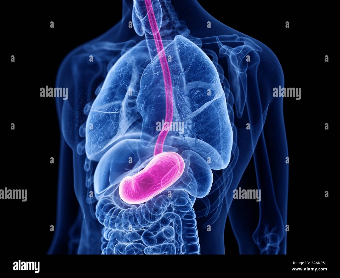 Stomach, computer illustration Stock Photo - Alamy