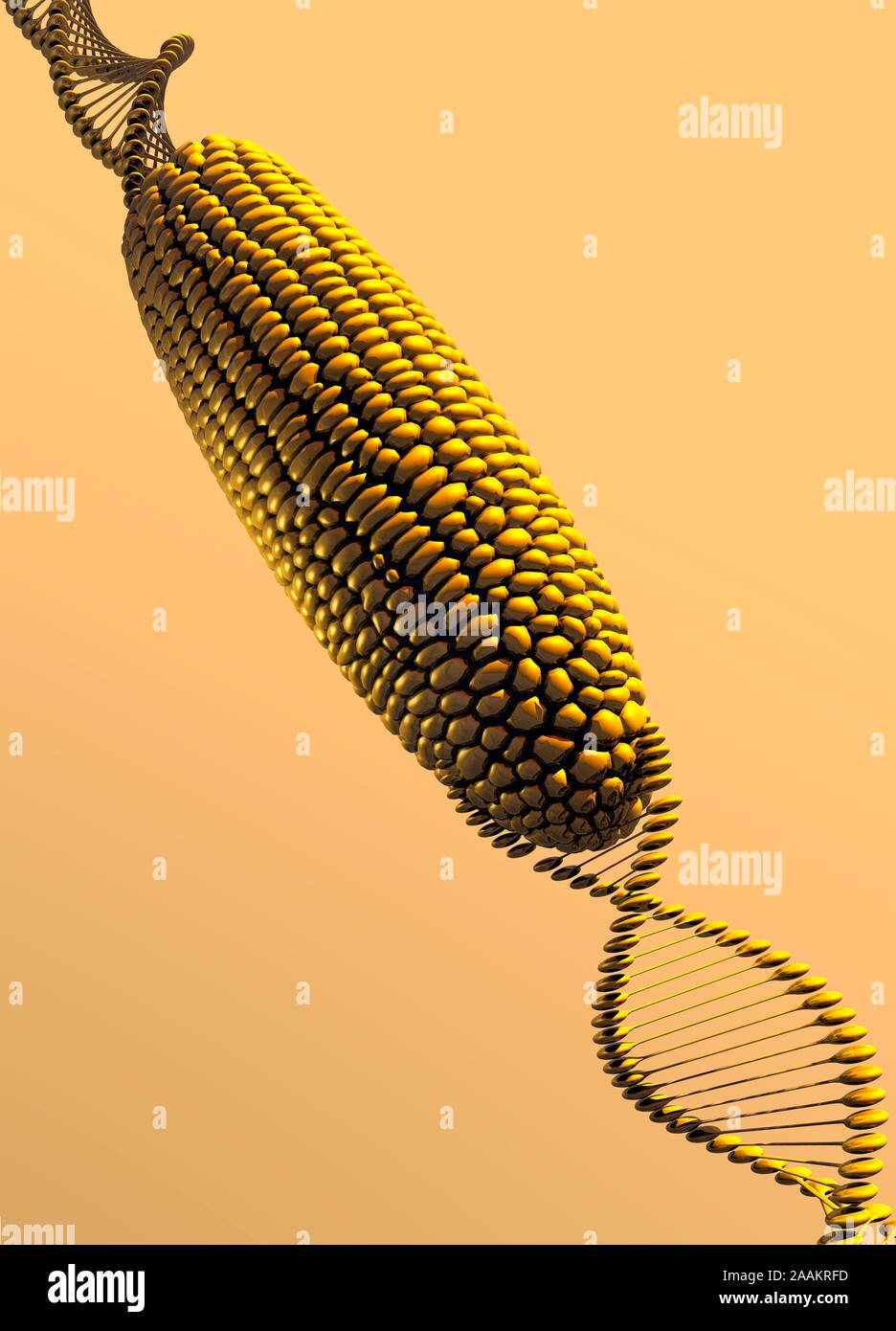 modified corn, illustration Stock Photo Alamy