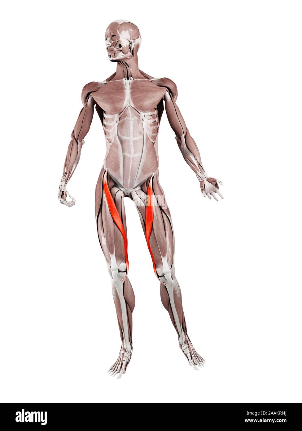 Sartorius Muscle High Resolution Stock Photography and Images Alamy