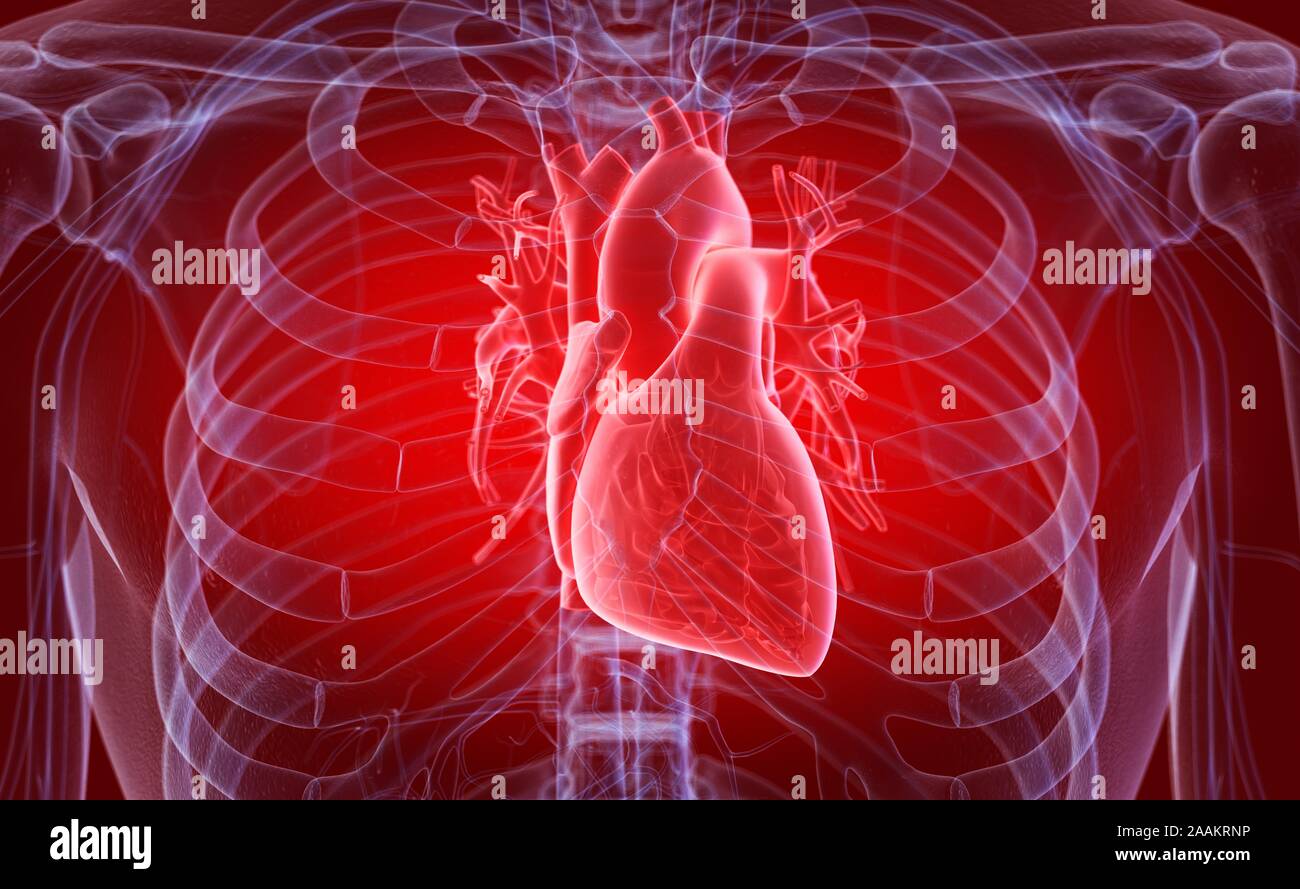 Human heart, computer illustration. Stock Photo