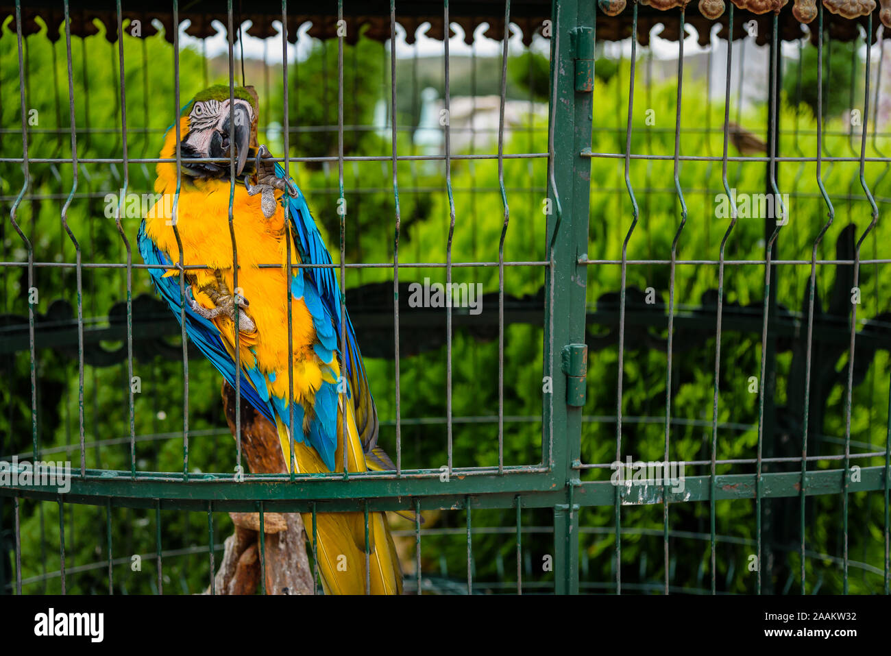 Nice and colorful bird in a cage Stock Photo