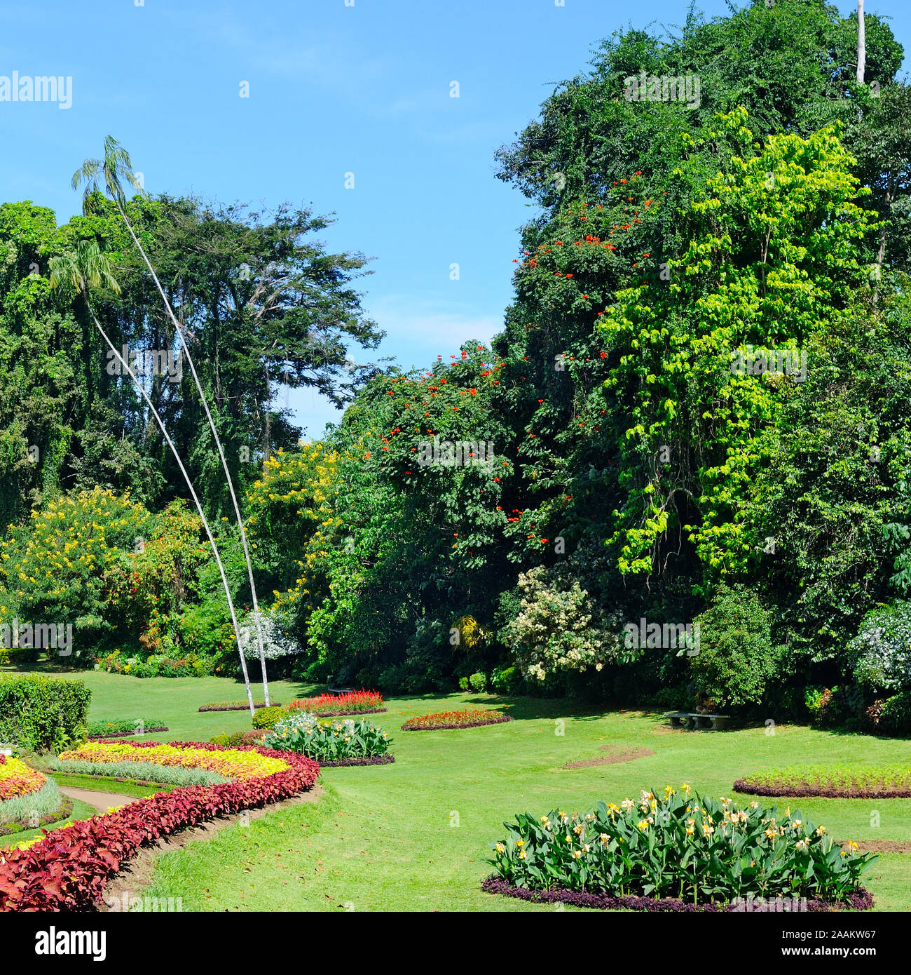 magnificent tropical park with flower beds, lawns and trees Stock Photo ...