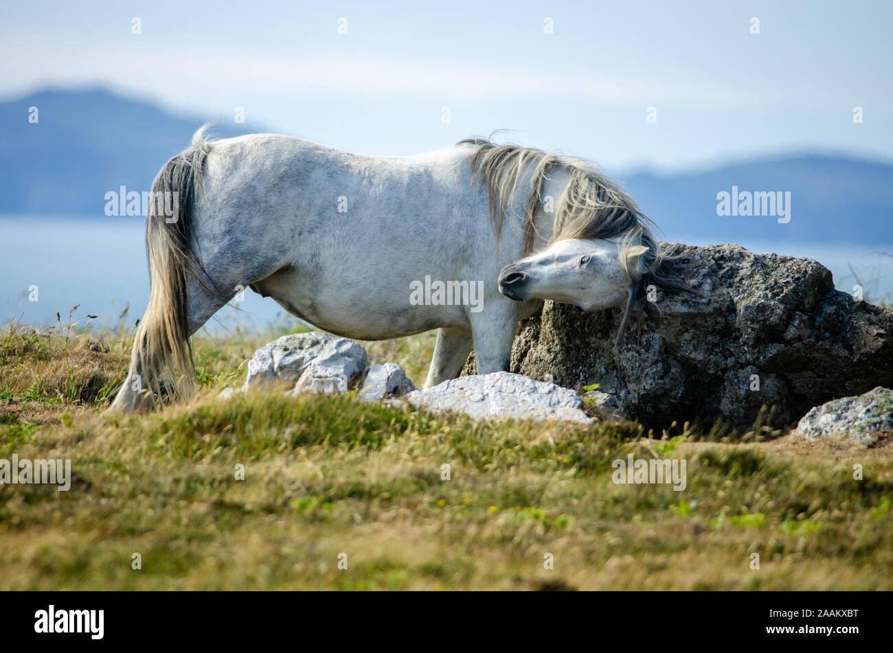 White pony rubbing against a rock in Pembrokehire Coast National Park, United Kingdom Stock Photo