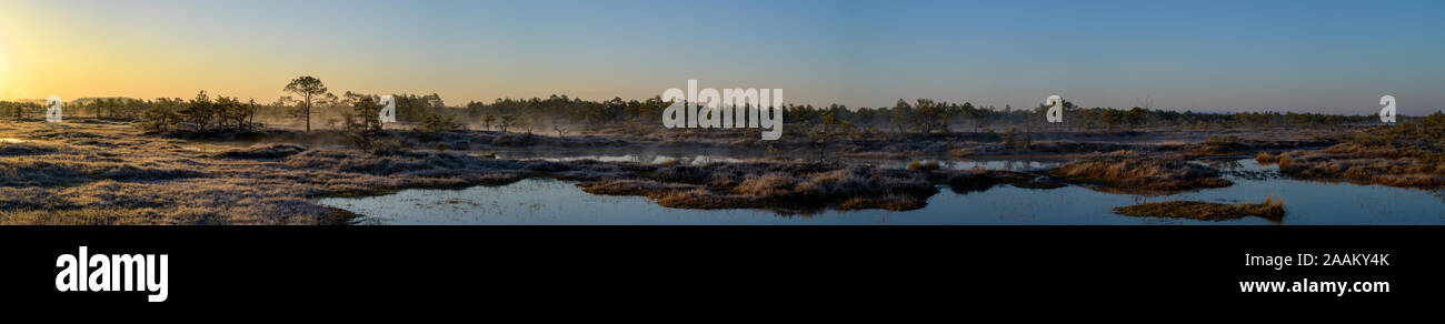 Spring in bog Stock Photo