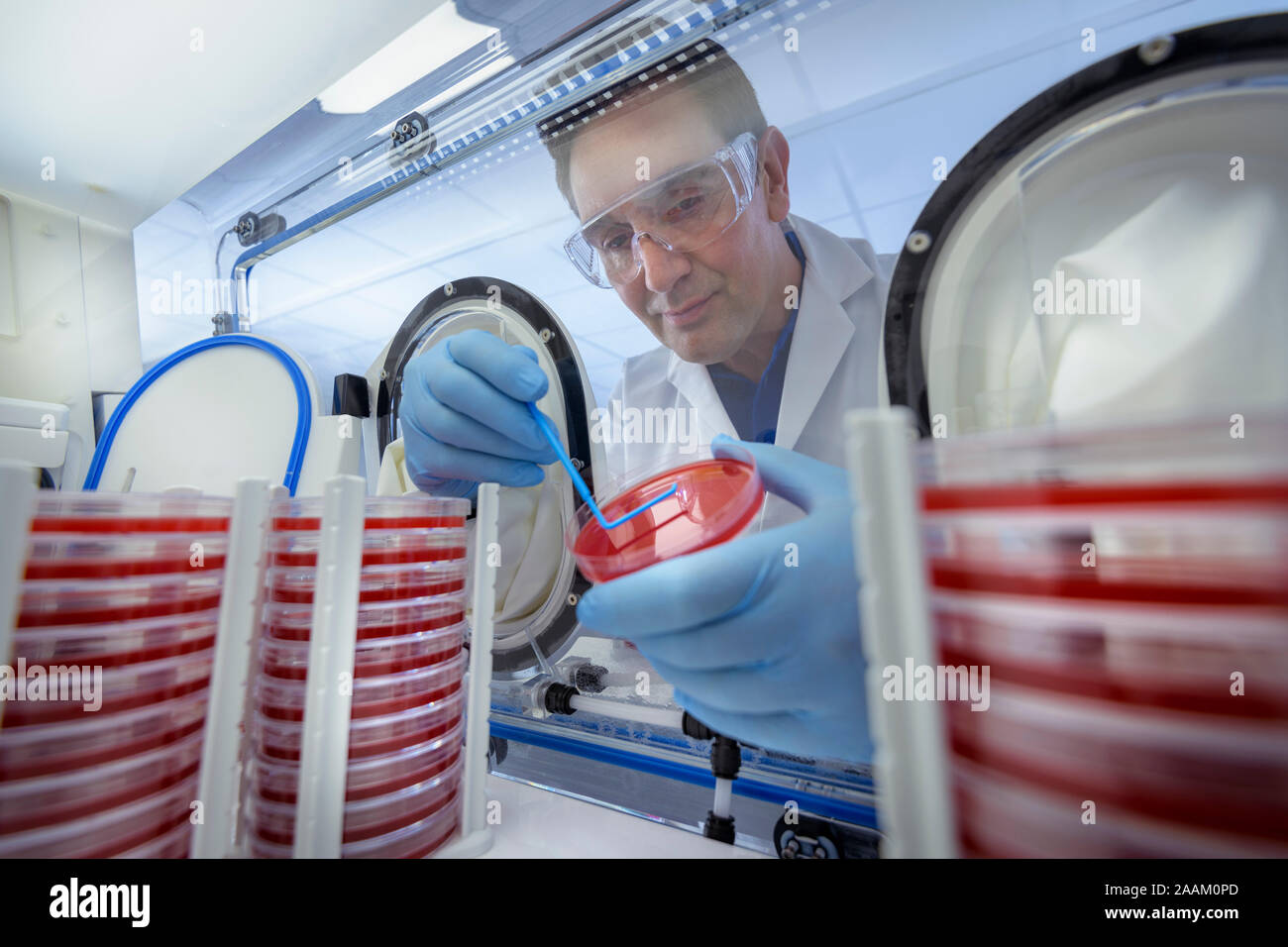 Scientist making bacterial culture on agar dish in anaerobic in
