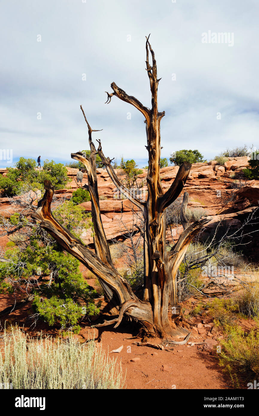 Dead juniper tree (juniperus osteosperma) in Dead Horse Point State Park, Utah, USA. Two hikers are visible in the background. Stock Photo