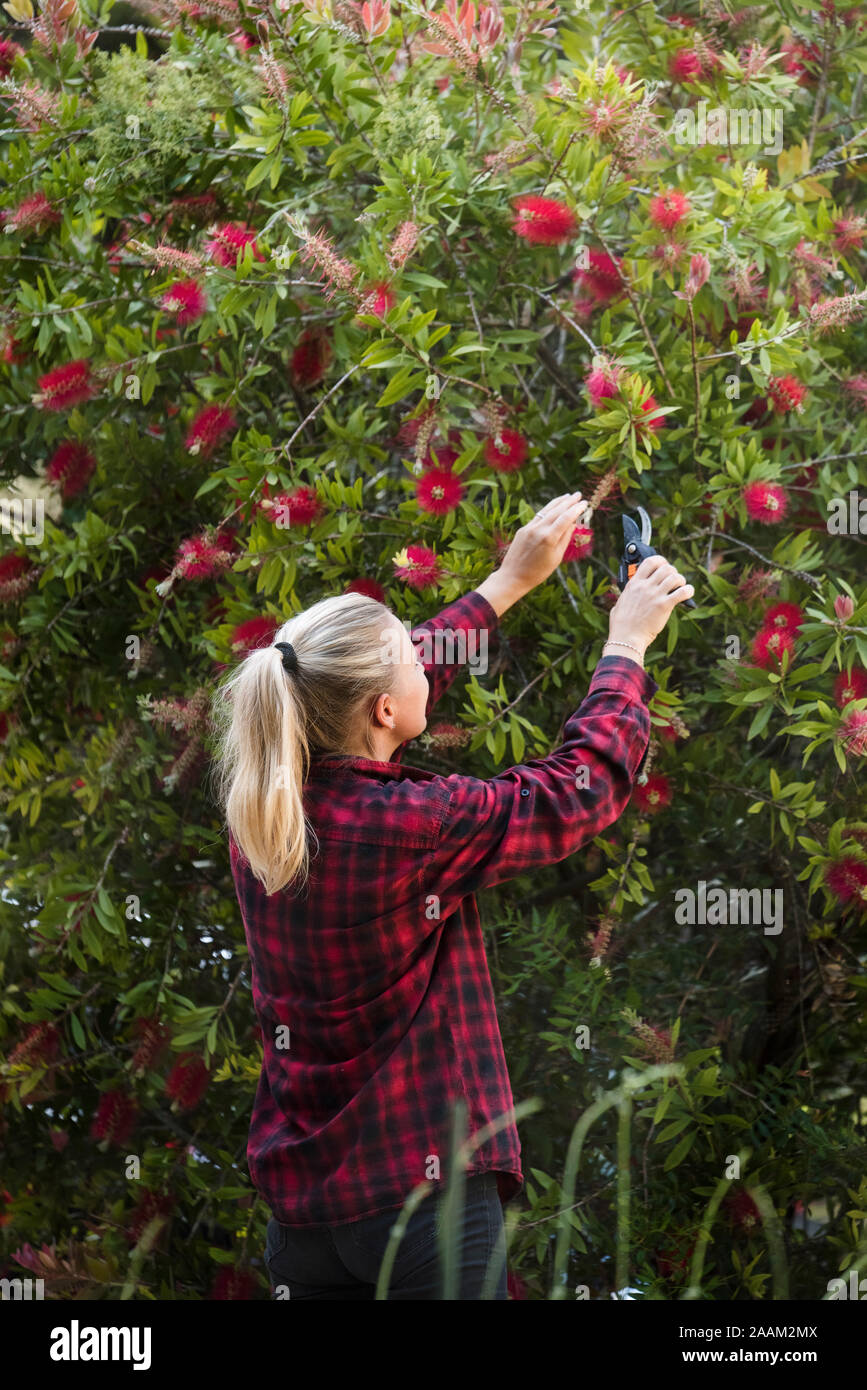 Woman pruning flowers in garden Stock Photo