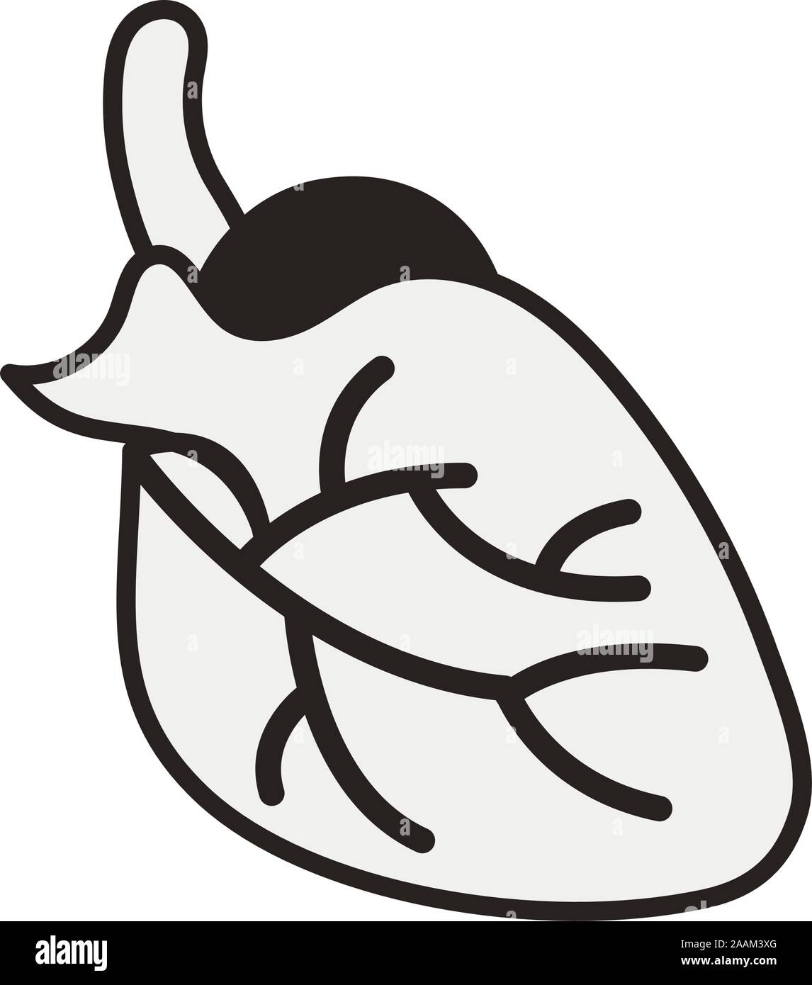 heart human organ isolated icon Stock Vector Image & Art - Alamy