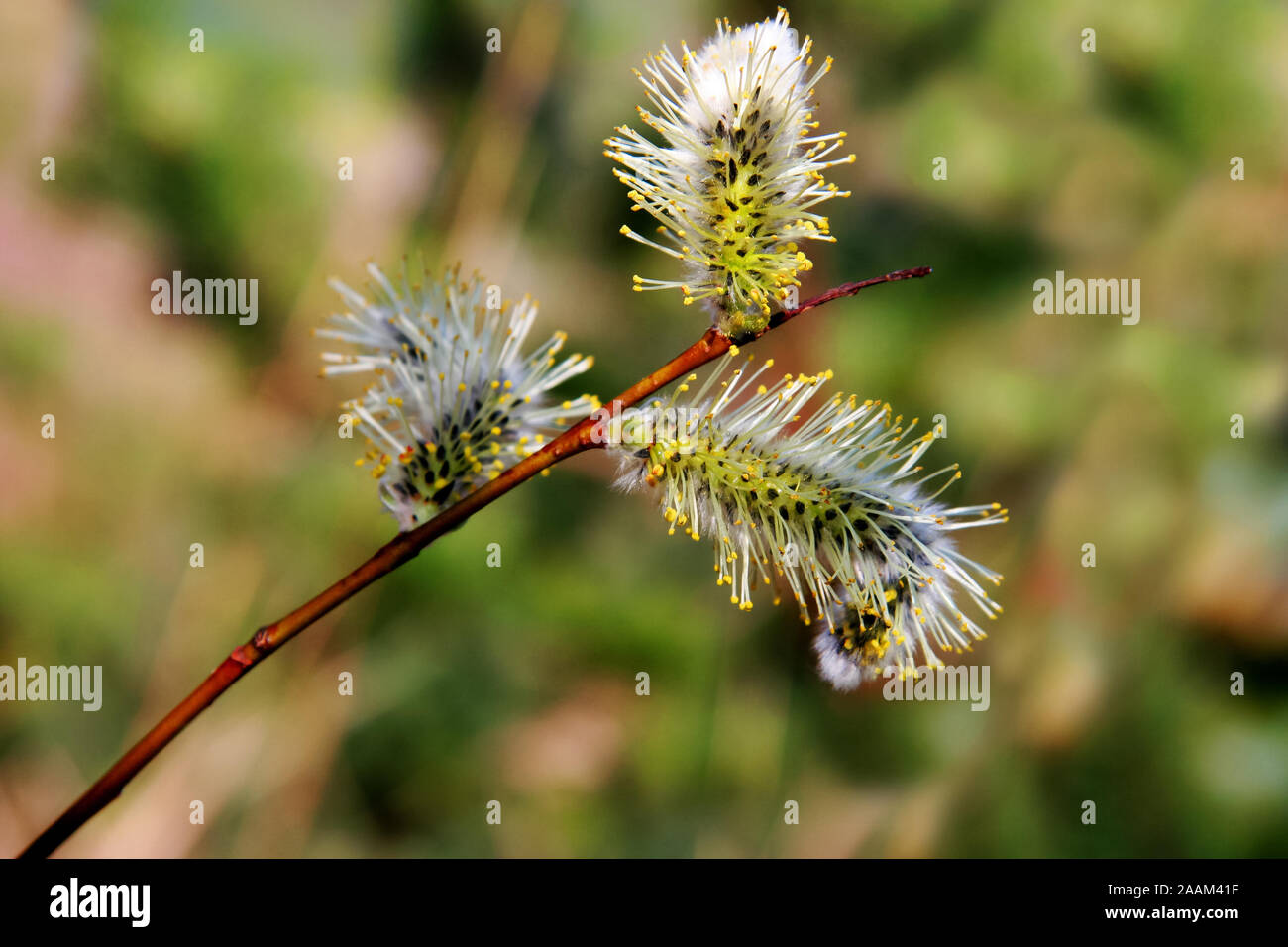 Three blooming fluffy willow catkins on a branch in spring. Selective focus, blurred background. Stock Photo