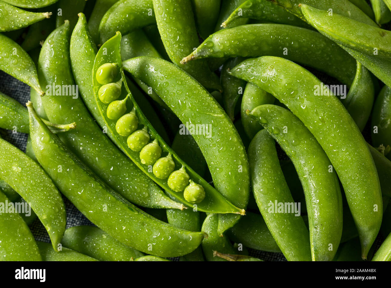 Raw Green Organic Sugar Snap Peas in a Bunch Stock Photo Alamy