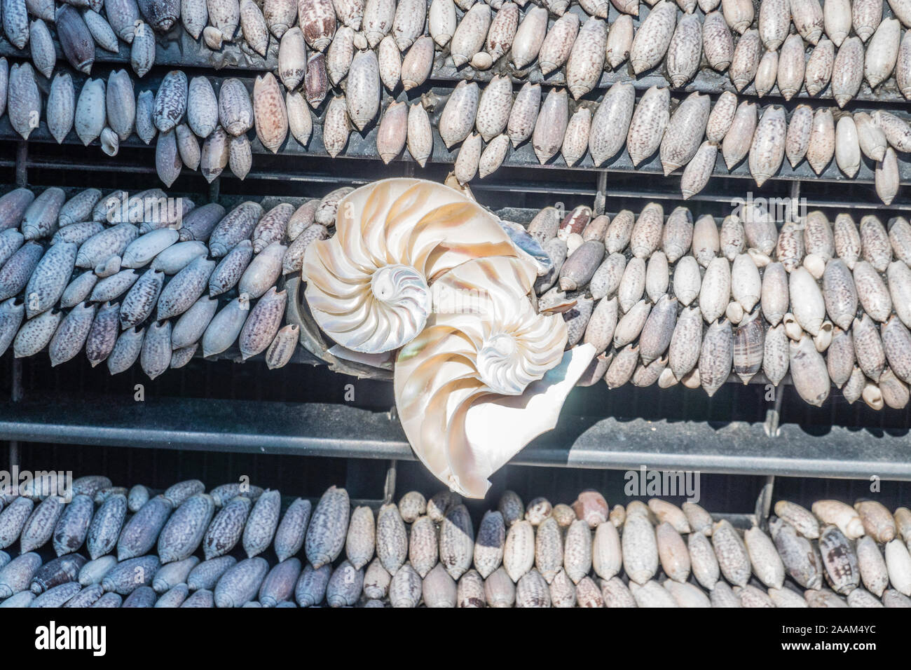 A small pickup truck covered with seashells. Stock Photo