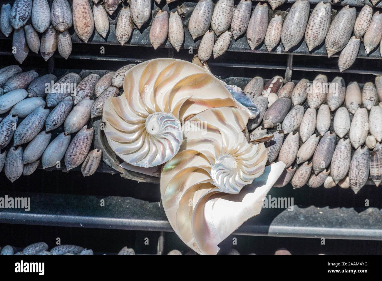 A small pickup truck covered with seashells. Stock Photo