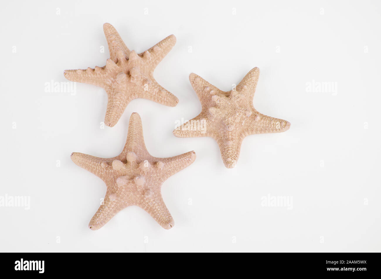 Three peach sand colored starfish isolated on a light background.  Cute shells for coastal theme and beach decor still life. Stock Photo