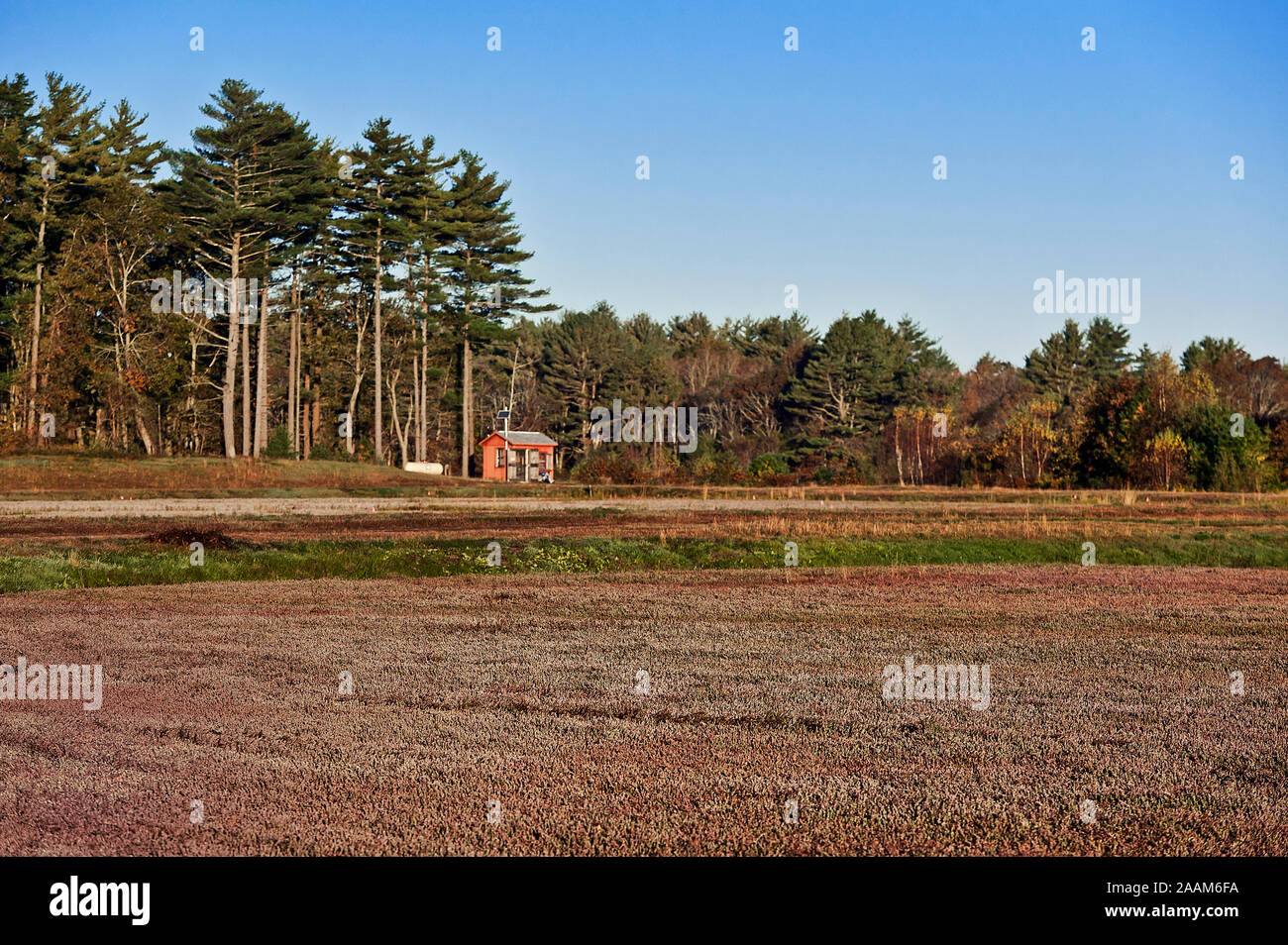Cranberry bog, Massachusetts, USA. Stock Photo