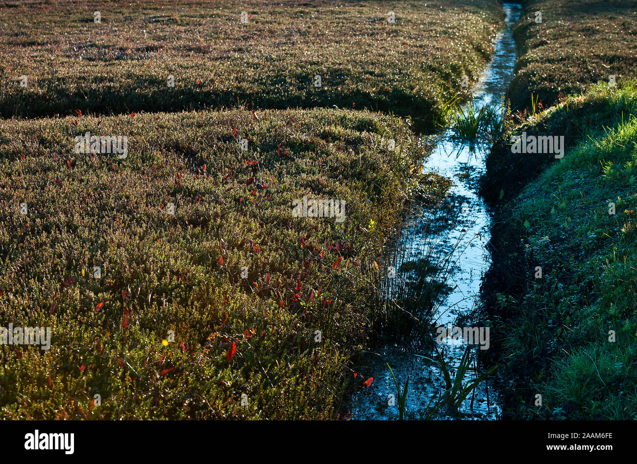 Cranberry Bog Massachusetts High Resolution Stock Photography and Images Alamy