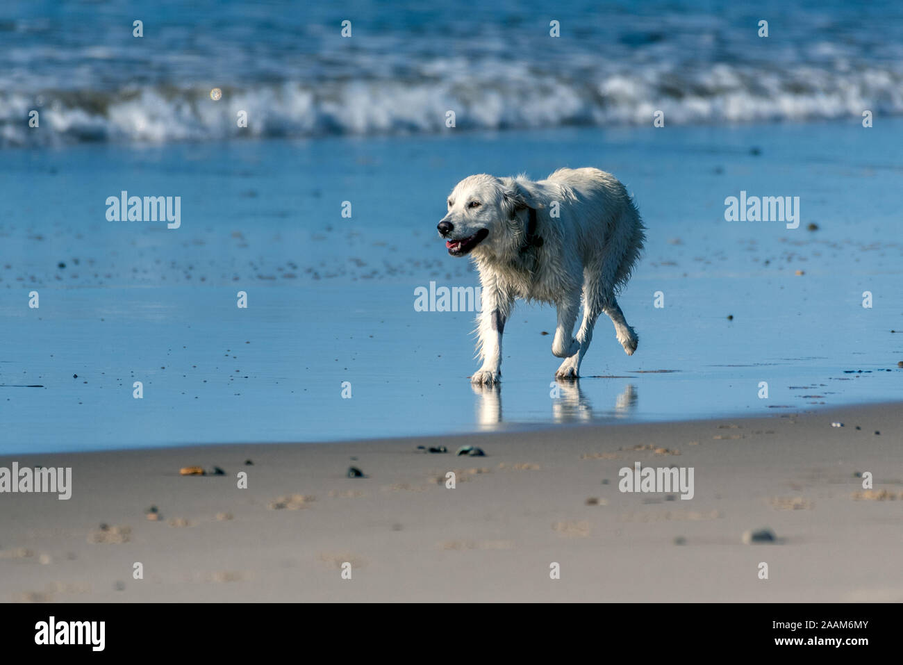 White Labrador dog has big smile of face while running along the shoreline of the ocean water with wet fur. Stock Photo