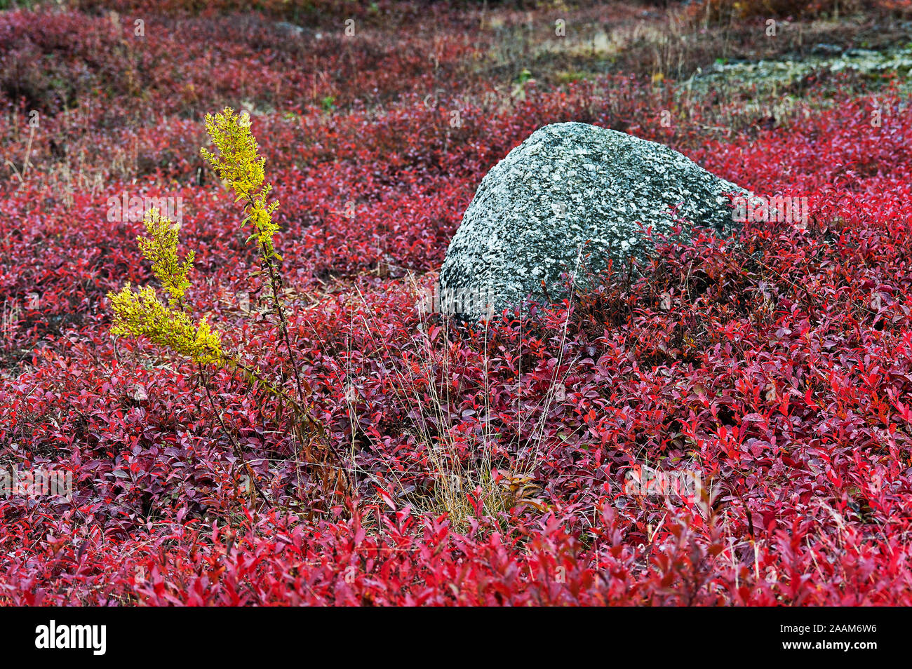 Autumn blueberry field, Maine, USA Stock Photo Alamy