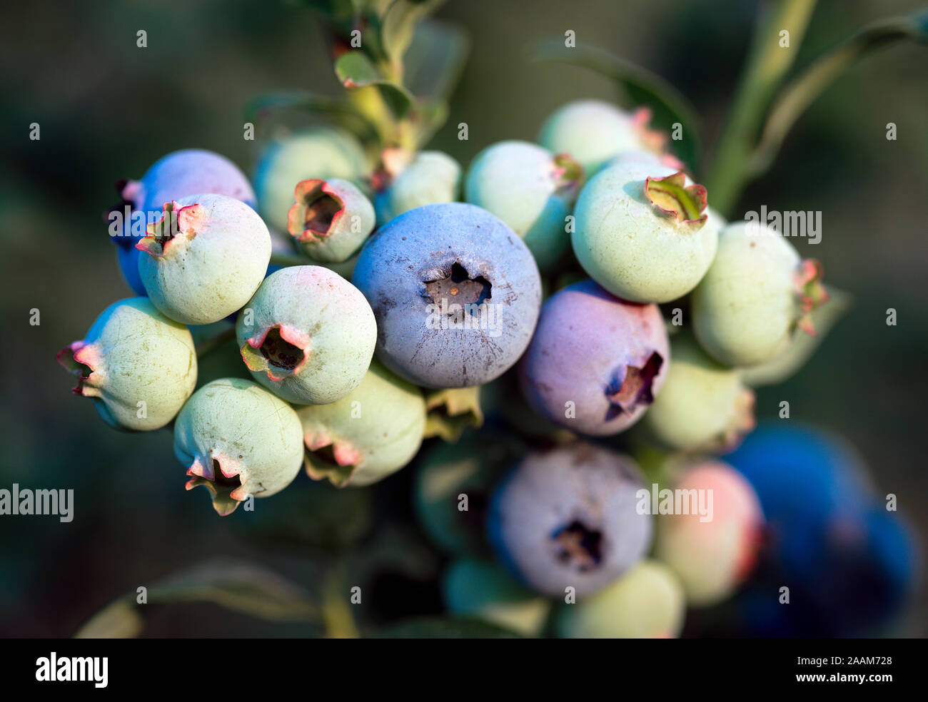 Blueberry bush, New Jersey, USA Stock Photo Alamy