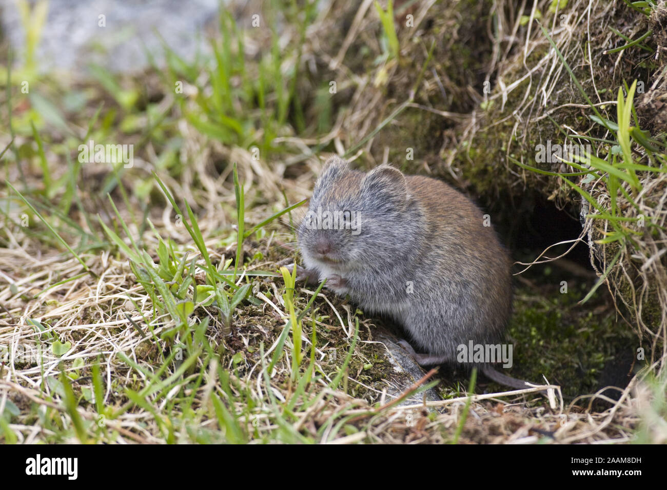 Vole trap hi-res stock photography and images - Alamy