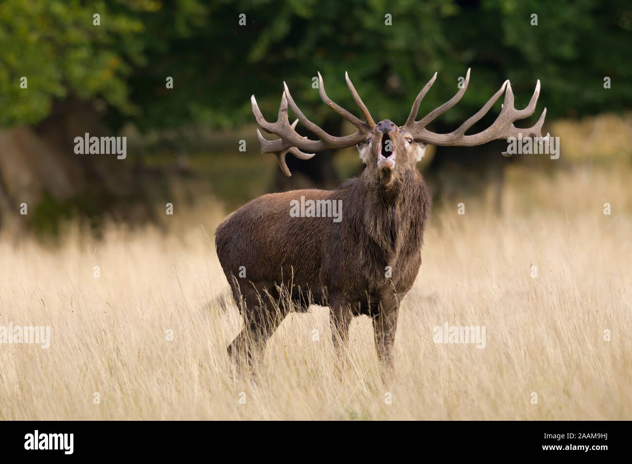 röhrender Rothirsch während der Brunft am Waldrand Dänemark Stock Photo