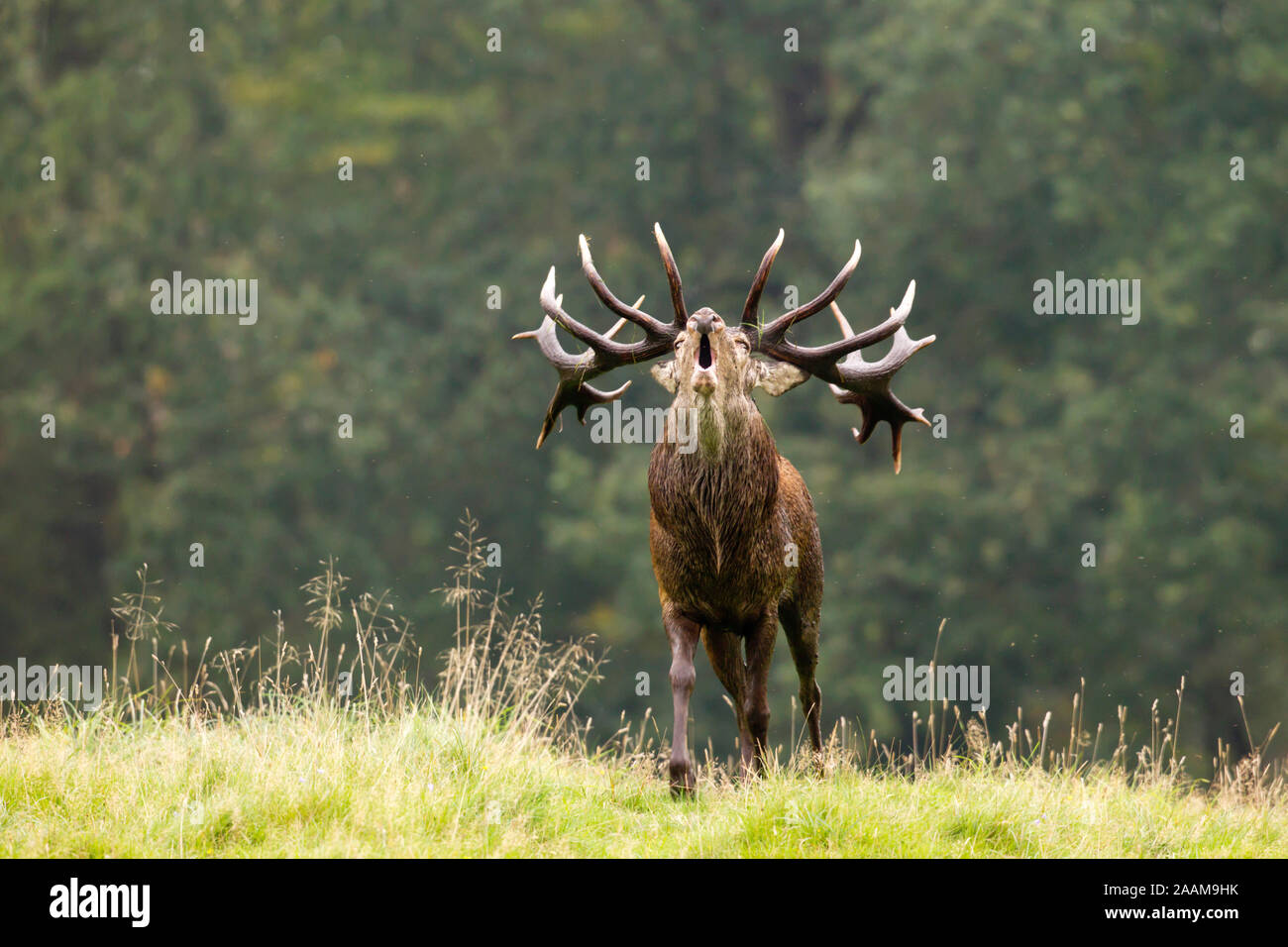 röhrender Rothirsch während der Brunft am Waldrand Dänemark Stock Photo