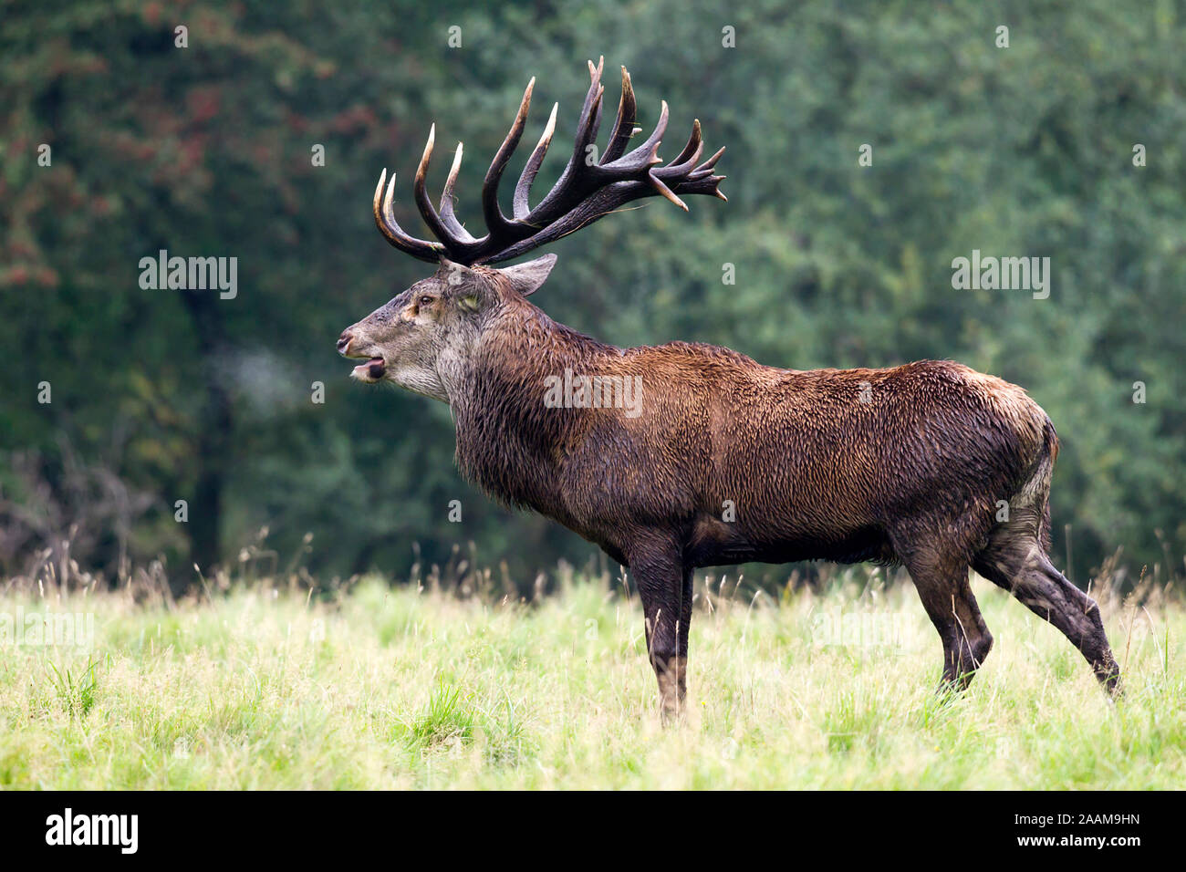 röhrender Rothirsch während der Brunft am Waldrand Dänemark Stock Photo