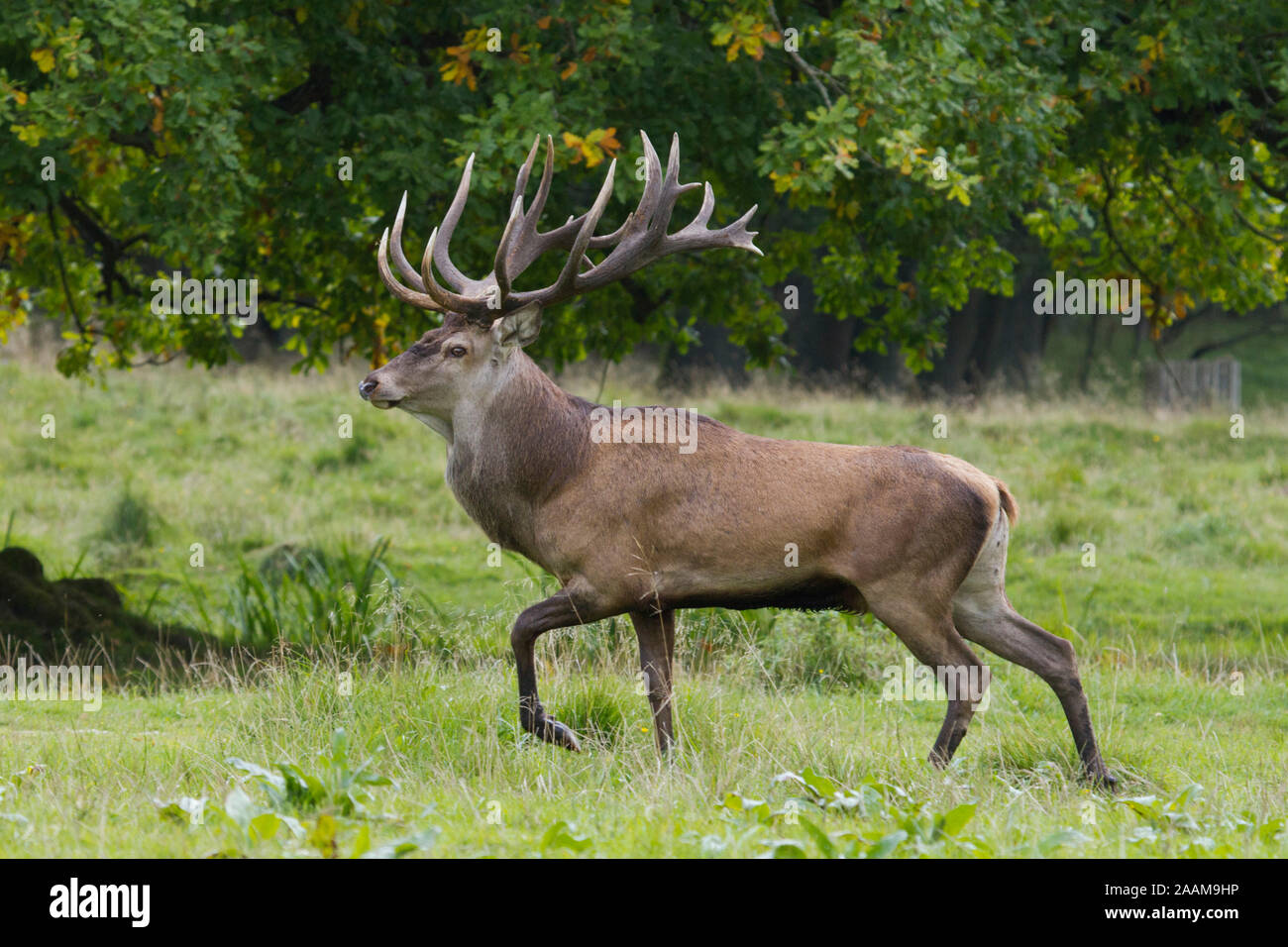 Rothirsch mit Stechschritt in der Brunft Dänemark Stock Photo