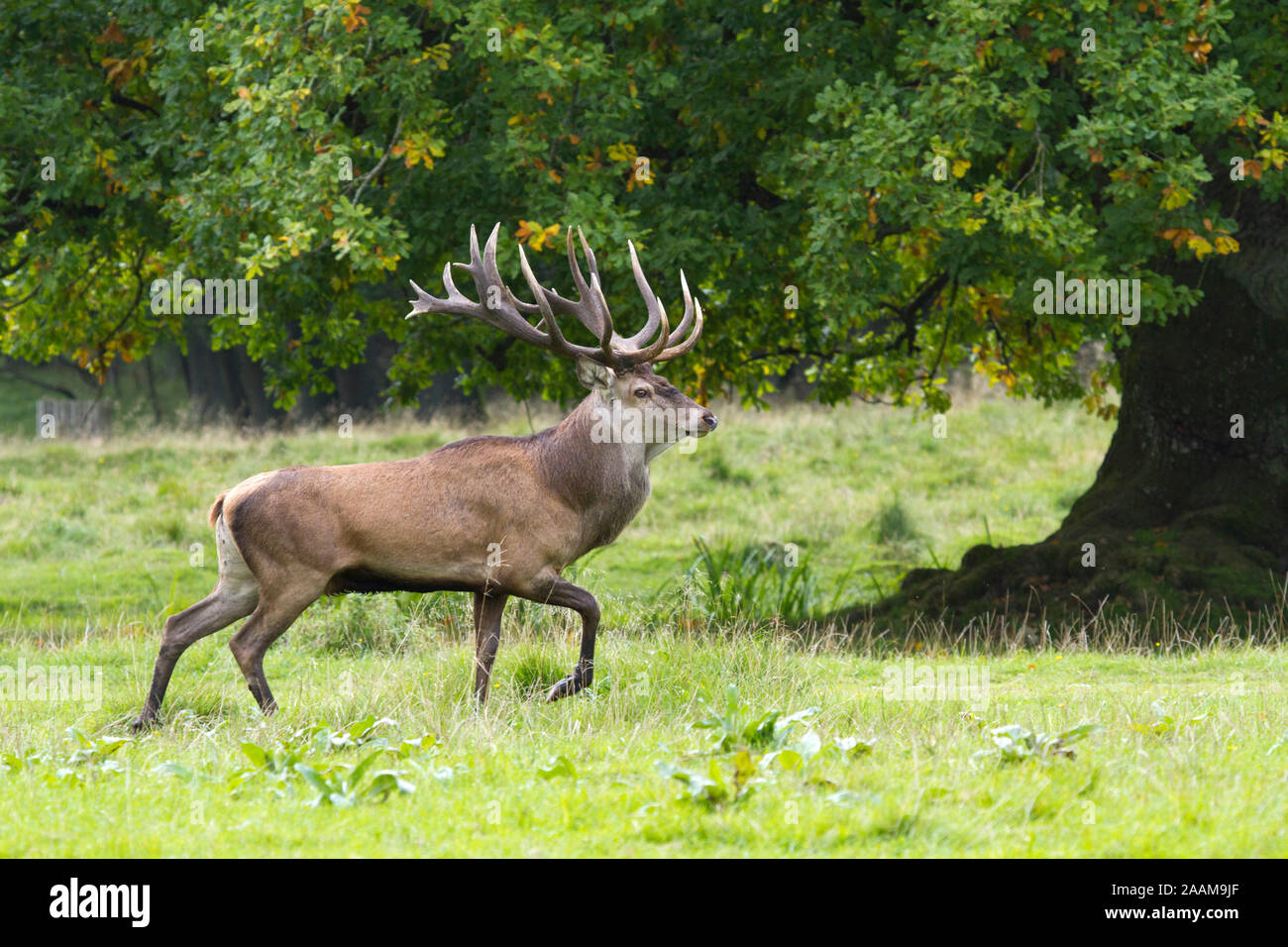 Rothirsch mit Stechschritt in der Brunft Dänemark Stock Photo