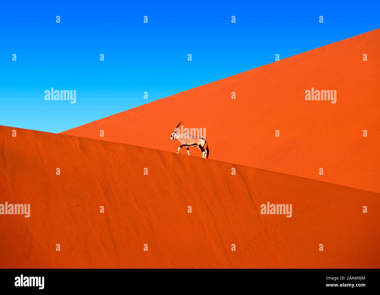 OryxGazelle Namibia Stock Photo Alamy