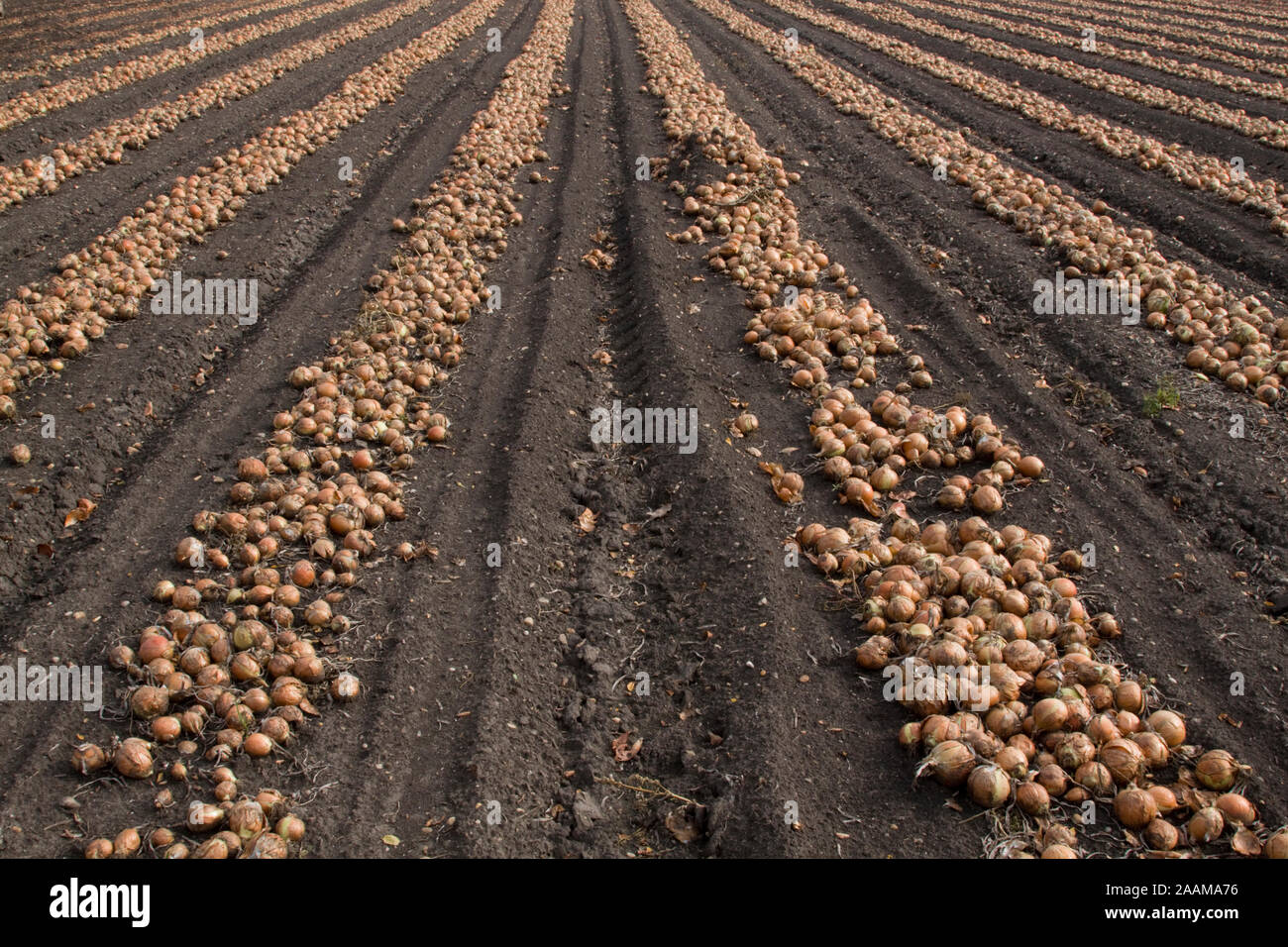 Geerntete Speisezwiebel liegen in Reihen zum Trocken auf dem Feld Burgenland Stock Photo