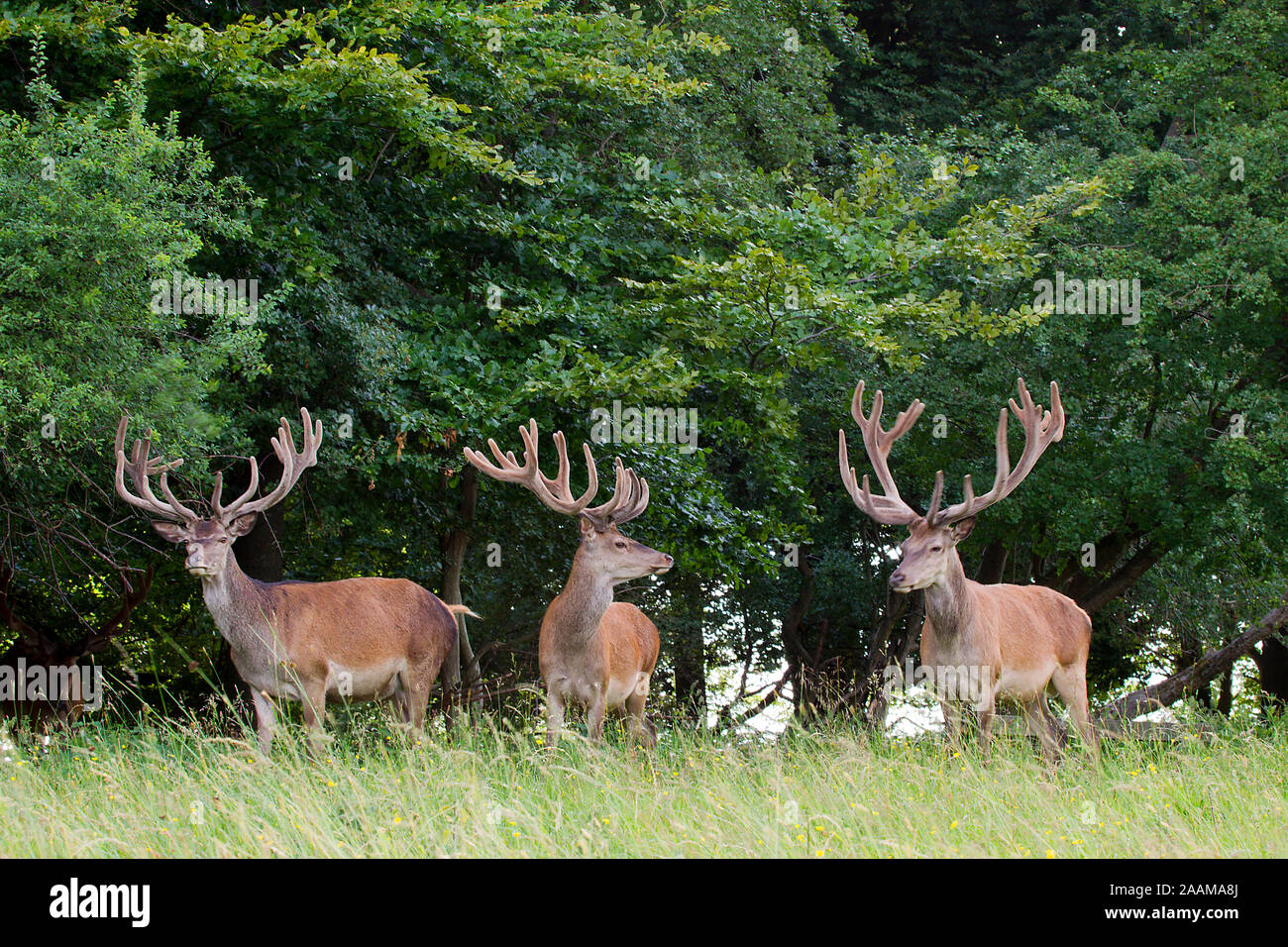 Rothirsche im Bast am Waldrand Dänemark Stock Photo