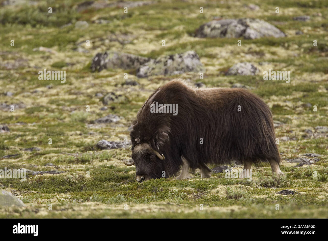 Kuh weidend.Norwegen Stock Photo