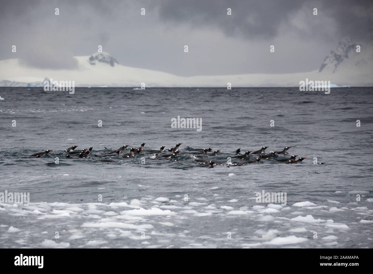 Eselspinguine schwimmend im Sued Ozean Antarktis Stock Photo