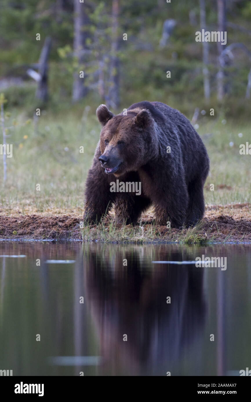 Braunbaer | Ursus arctos maennliches Tier Finnland Stock Photo