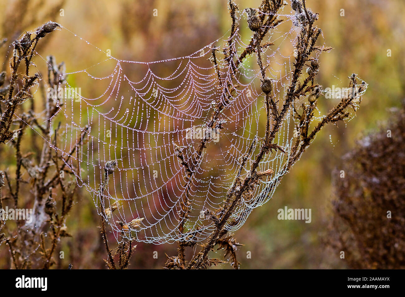 Tautropfen haengen im Spinnennetz am Morgen Stock Photo