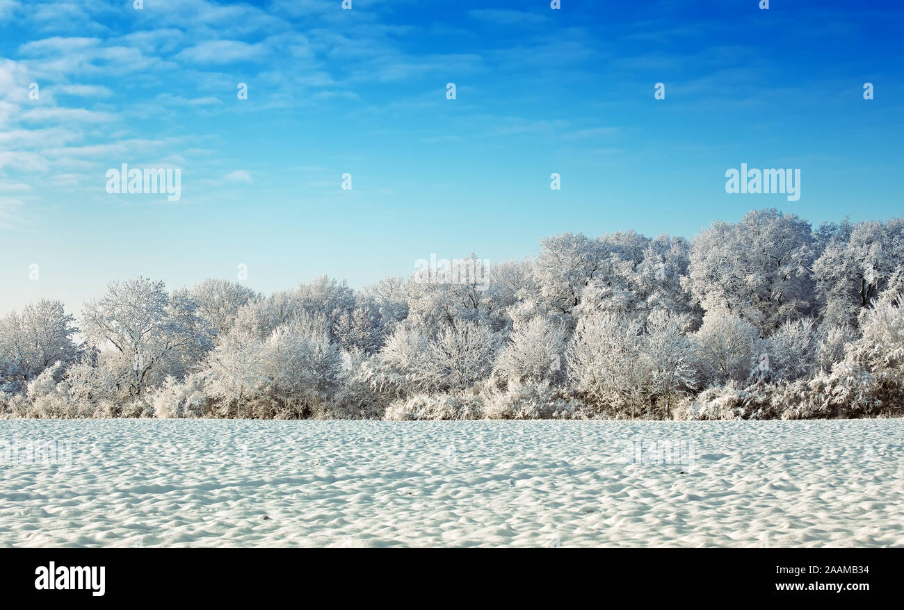 Winter forest frost blue sky trees hi-res stock photography and images ...