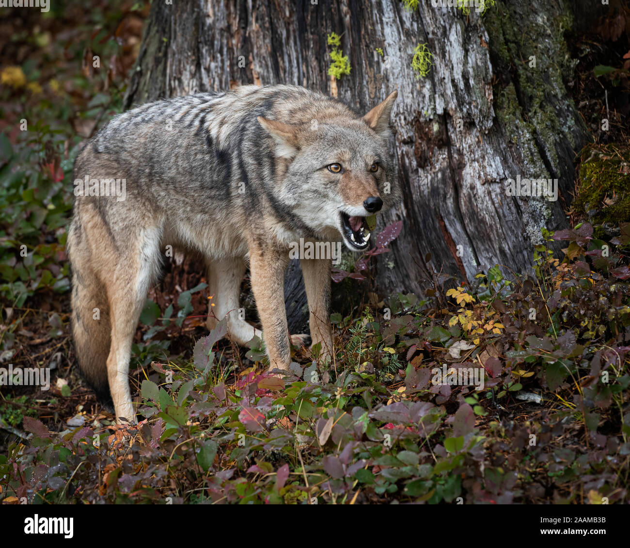 Coyotes in fall colors Stock Photo