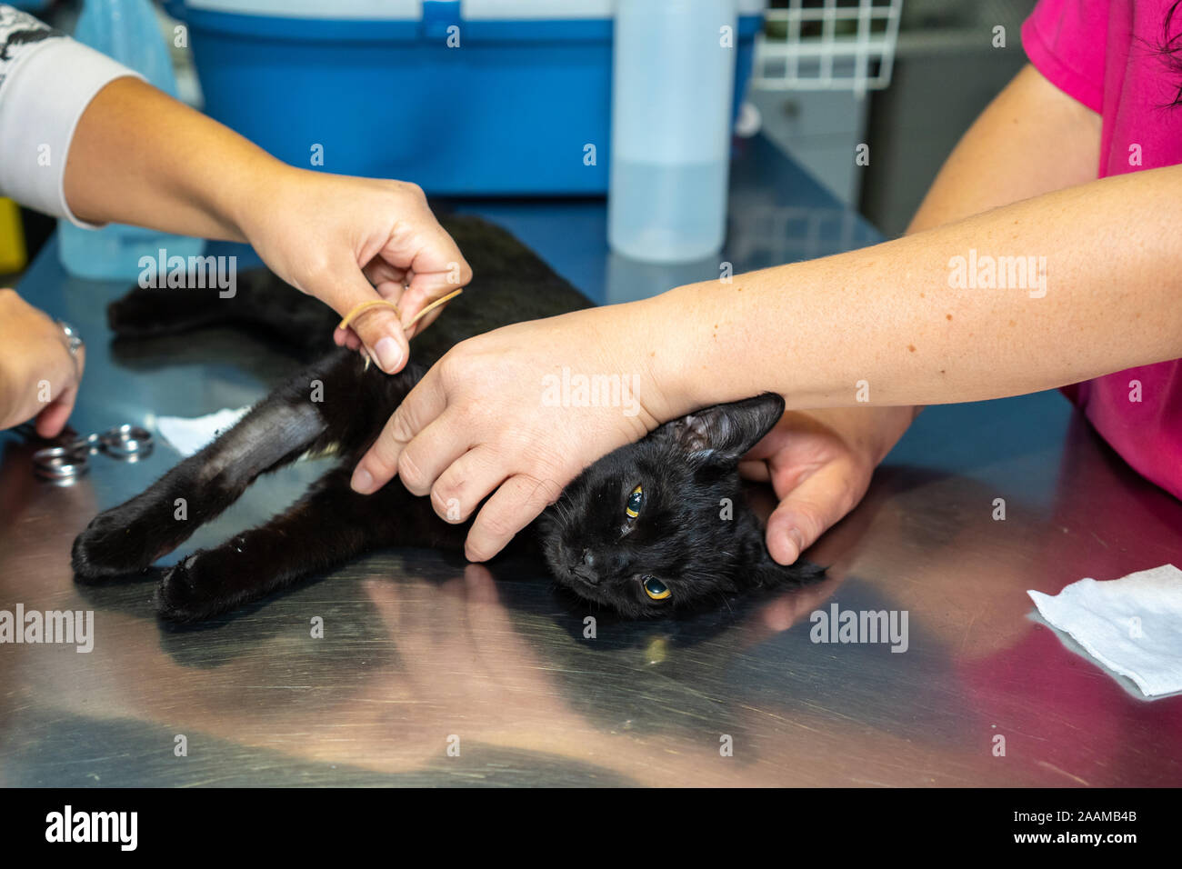 Compression for intravenous catheter placement in a cat by a